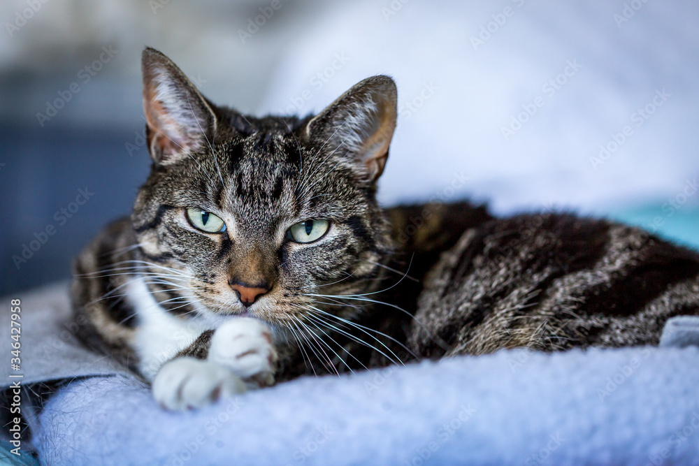 A Tabby Cat A Tabby Cat