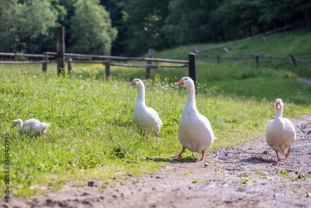 Obraz premium Concept of connection with adorable natural animals