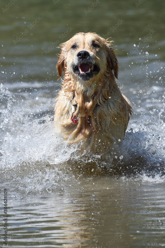golden retriever dog runs free jumping and diving into the water and making many sketches with dramatic faces golden retriever dog runs free jumping and diving into the water and making many sketches with dramatic faces