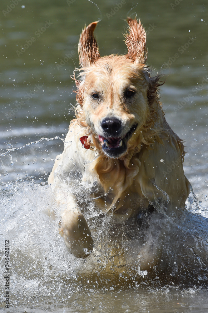 golden retriever dog runs free jumping and diving into the water and making many sketches with dramatic faces golden retriever dog runs free jumping and diving into the water and making many sketches with dramatic faces