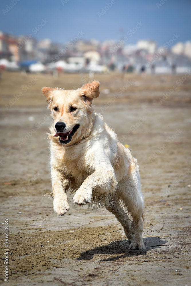 golden retriever dog runs free on the beach jumping golden retriever dog runs free on the beach jumping