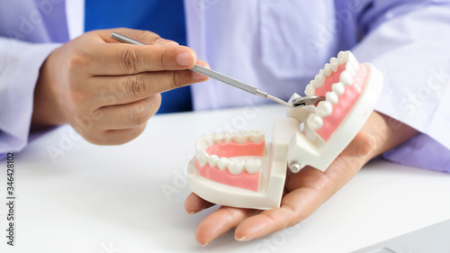 dentist in dental clinic holding teeth model..