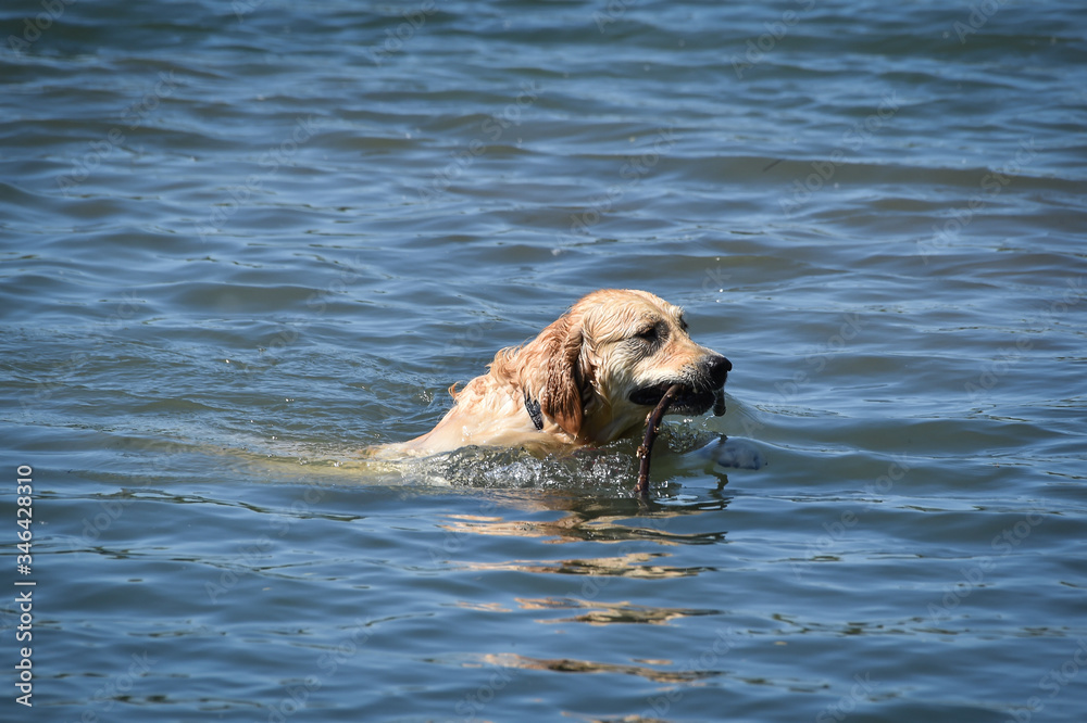 golden retriever dog swims with a stick in his mouth
