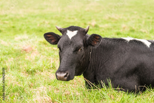 A dairy, milk cow is resting on a pasture with green grass.