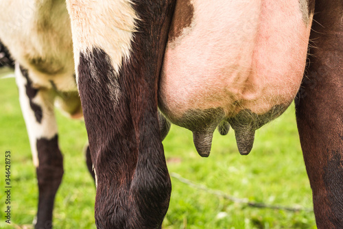 Wallpaper Mural Udder of a cash cow in a pasture with green grass. Rear view. Torontodigital.ca