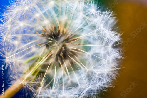 Dandelion