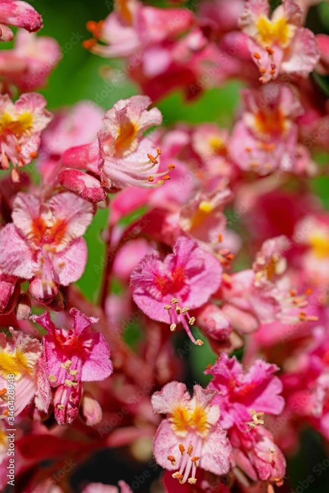 Rotblühende Rosskastanie, Aesculus rubicunda, im Frühling