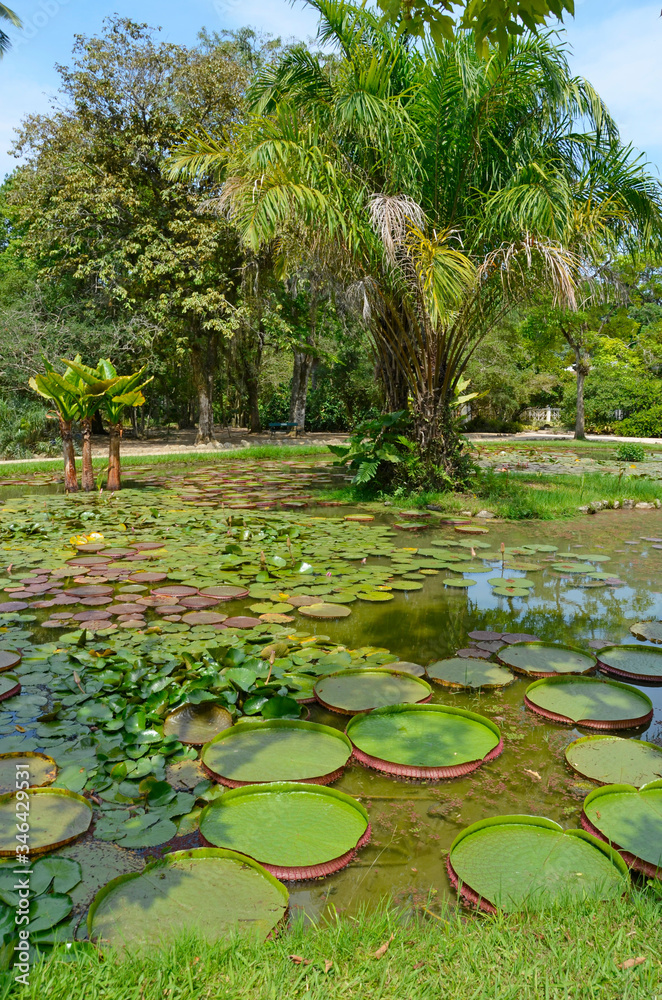 Fototapeta premium Lilie - wielkie liście lilii pływające na wodzie w stawie