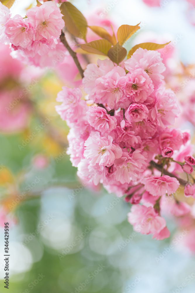 Amazing pink cherry blossoms on the Sakura tree. Amazing pink cherry blossoms on the Sakura tree.