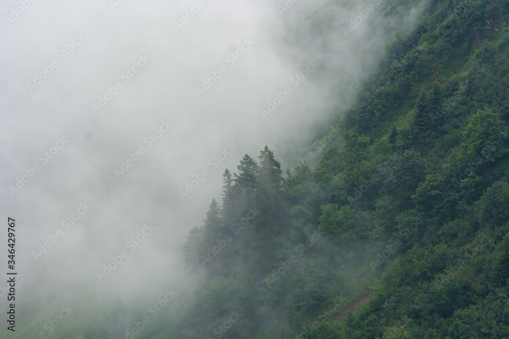 Mountain forest in the mist