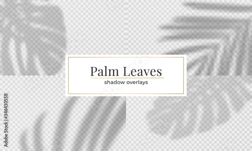 Set of vector leaves shadow overlay effect. Vector tropical palm leaves overlay