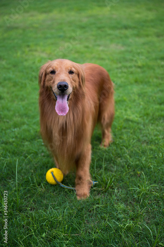 Golden retriever dog smiling happy in the grass outdoors