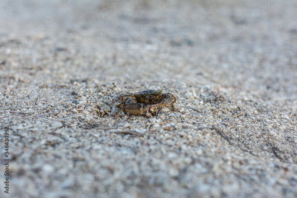 Little sea crab on the beach