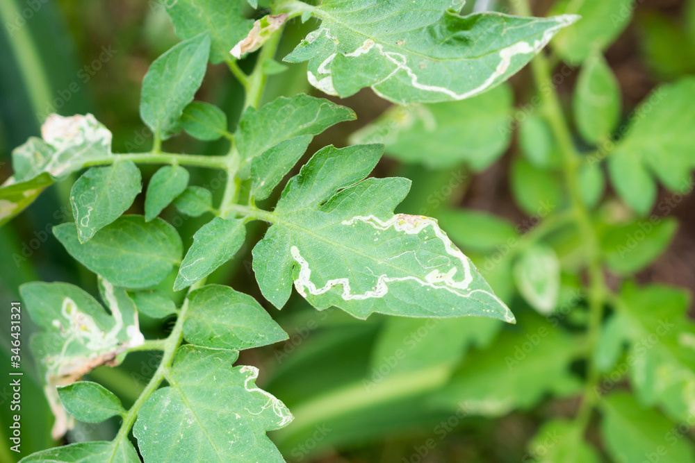 Tomatoes plant with disease on leaves in vegetable garden Tomatoes plant with disease on leaves in vegetable garden