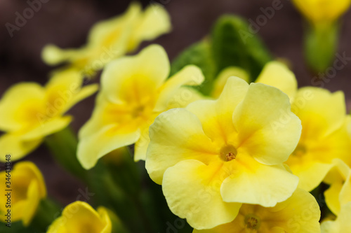 Blooming yellow primrose in the spring garden