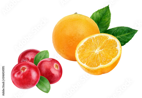 Fototapeta Naklejka Na Ścianę i Meble -  Cranberry orange fruit watercolor illustration isolated on white background