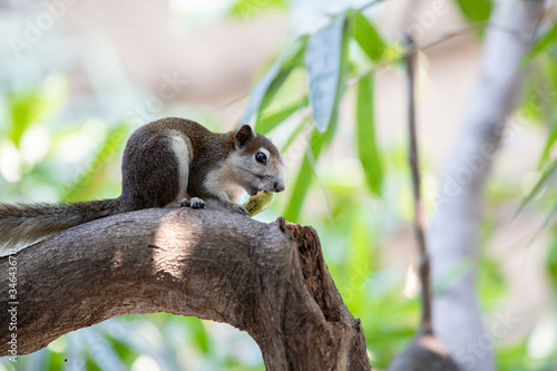 Fototapeta Naklejka Na Ścianę i Meble -  Close up Brown Finlayson's squirrel or Variable squirrel found in gardens and parks in cities of bangkok or Southeast Asia. It are eating madan with sour flavor on the branches of the tree.