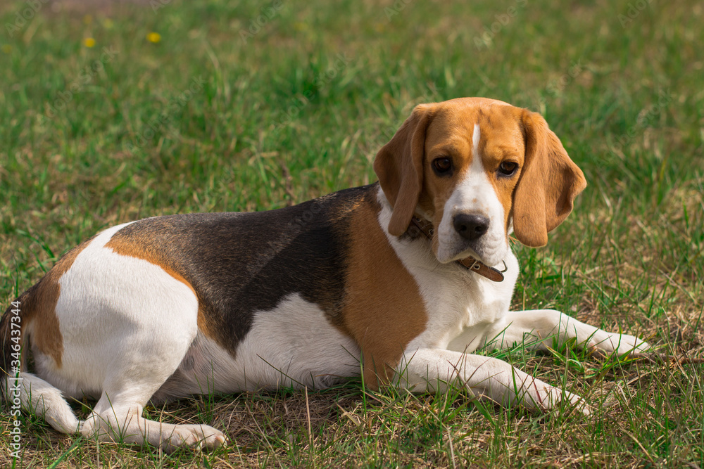 adult cute beagle puppy dog lying in the grass in the sun and looks past the camera outline