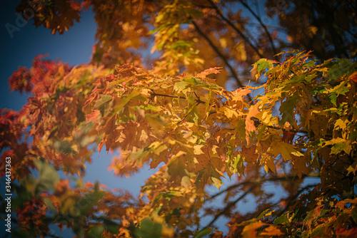 autumn in the park