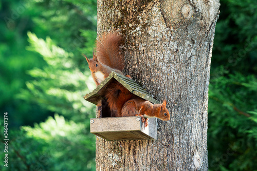 Tapety artystyczne Two squirrels on a tree