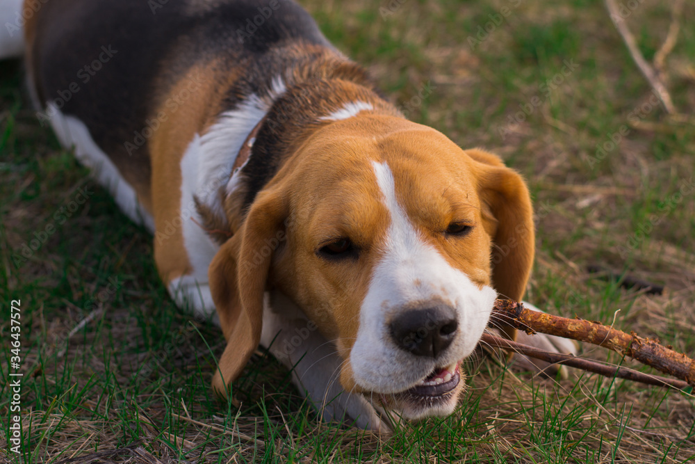 adult satisfied beagle dog lies on the ground and nibbles a stick close-up
