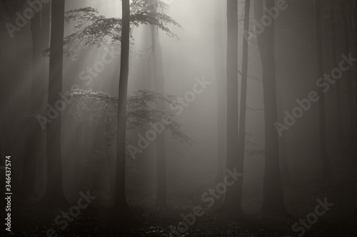 Landscape of forest at sunrise