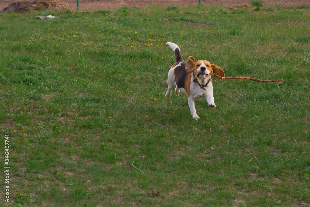 happy cute beagle dog closing his eyes runs with a wooden stick in his teeth in the grass