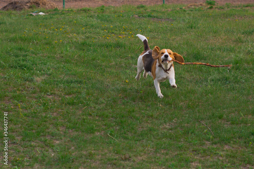happy cute beagle dog closing his eyes runs with a wooden stick in his teeth in the grass