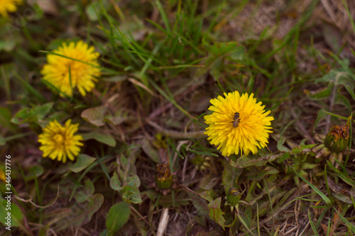small bee on a big yellow dandelion on the ground close-up with blur