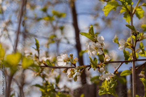 branch of a blossoming cherry tree with small flowers on a blue blurred background