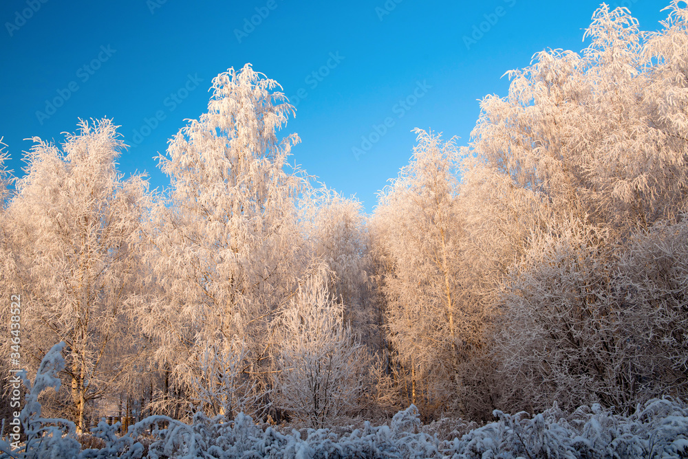 Winter landscape with snowy trees and blue sky