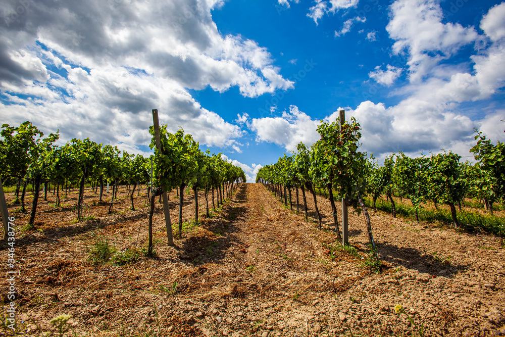 green spring vineyards rows