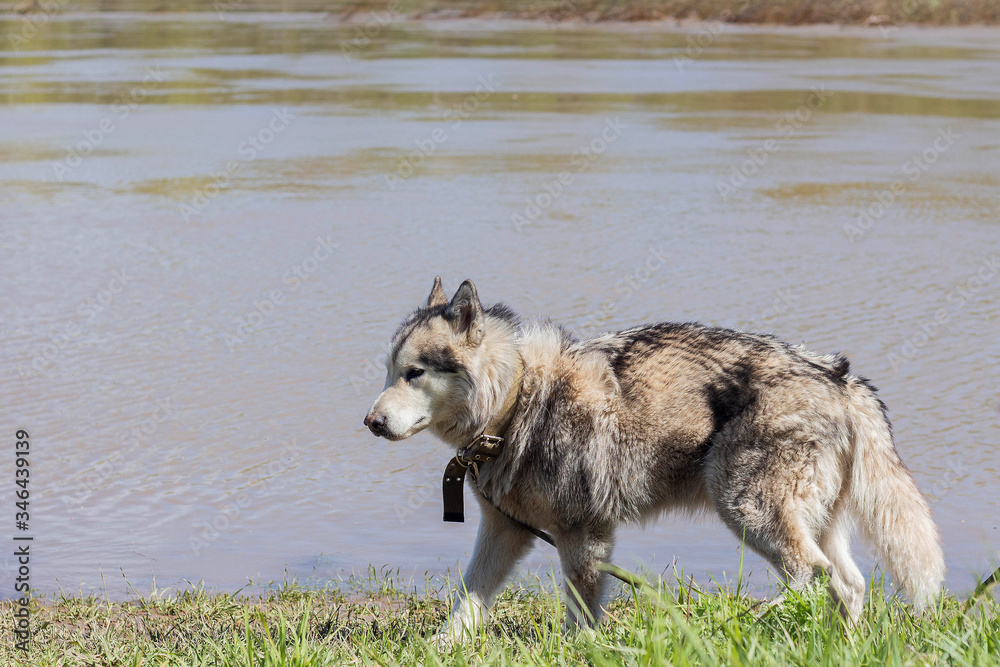 Purebred Alaskan Malamute walks by the river Purebred Alaskan Malamute walks by the river