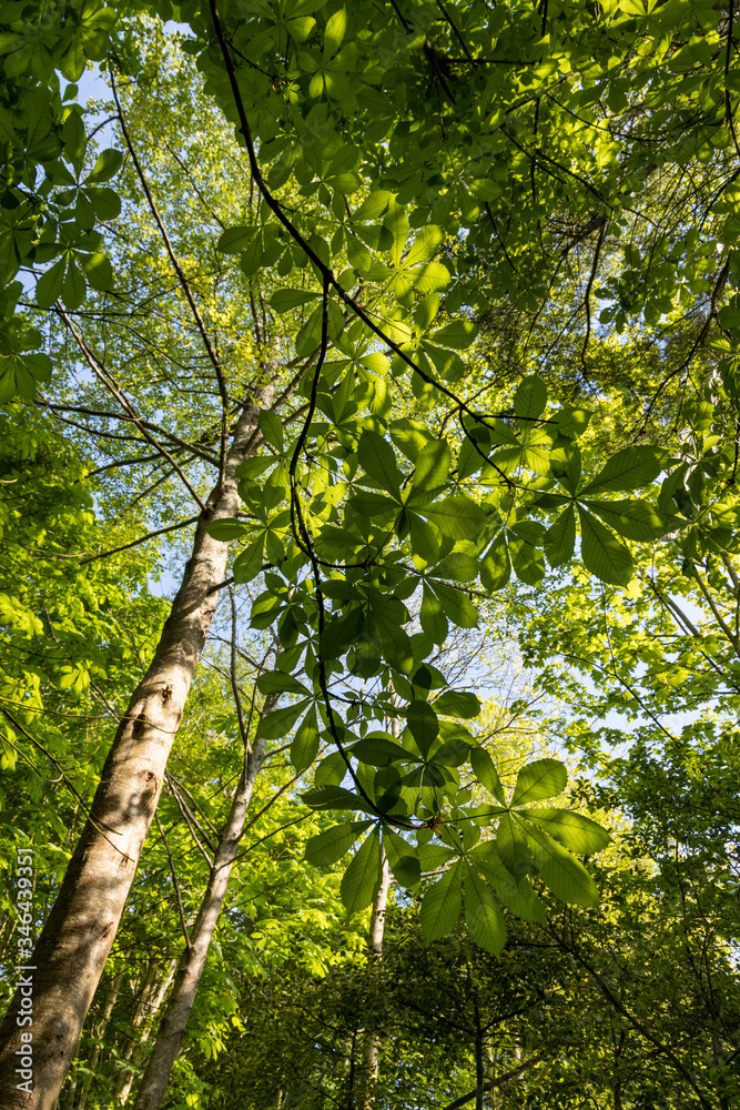 Obraz premium Looking up at horse Horse chestnut leaves in a park during spring time