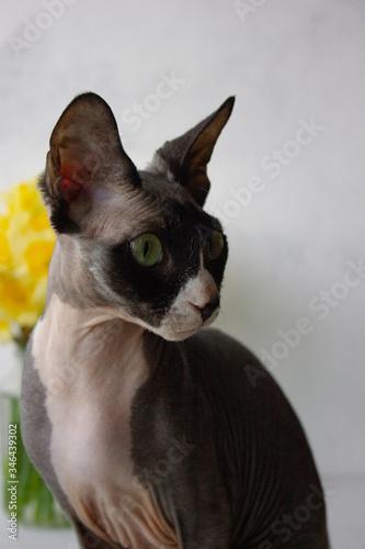 cat sphinx with a flower