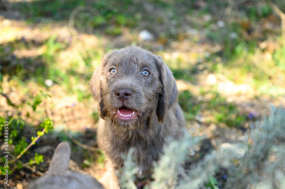 Grey-haired puppy in the garden. The puppy is of the breed: Slovak Rough-haired Pointer or Slovak Wirehaired Pointing Griffon (Slovak: Grey-haired puppy in the garden. The puppy is of the breed: Slovak Rough-haired Pointer or Slovak Wirehaired Pointing Griffon (Slovak: