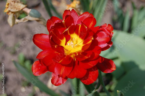 beautiful red tulip blooms in the spring garden