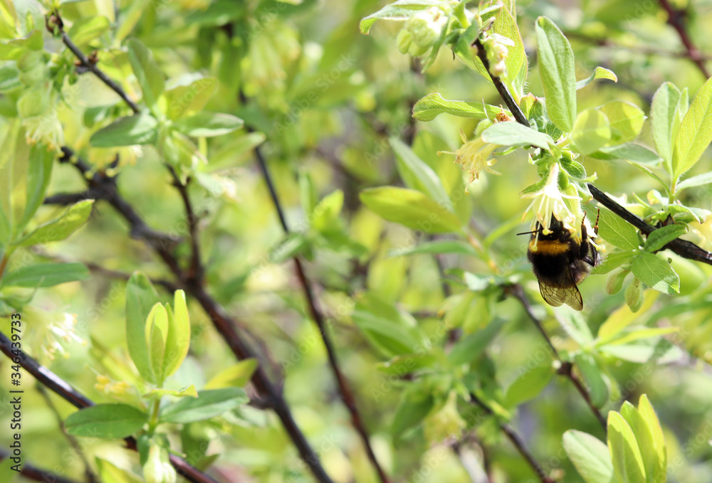 Bumblebee pollinates honeysuckle flowers. Blooming honeysuckle branch with new green leaves. Selective focus. Shallow depth of field