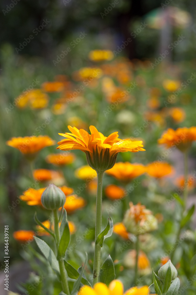 Fototapeta premium yellow beautiful flowers grow in the garden