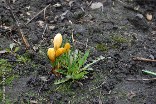 yellow saffron grows from the ground in spring