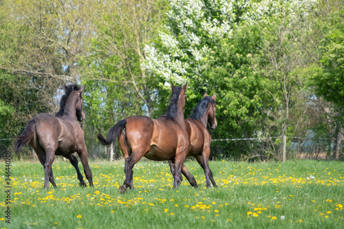 A herd of young stallions go to pasture for the first time on a sunny spring day. Blue sky. Galloping dressage and jumping horse stallions in a meadow. Breeding horses