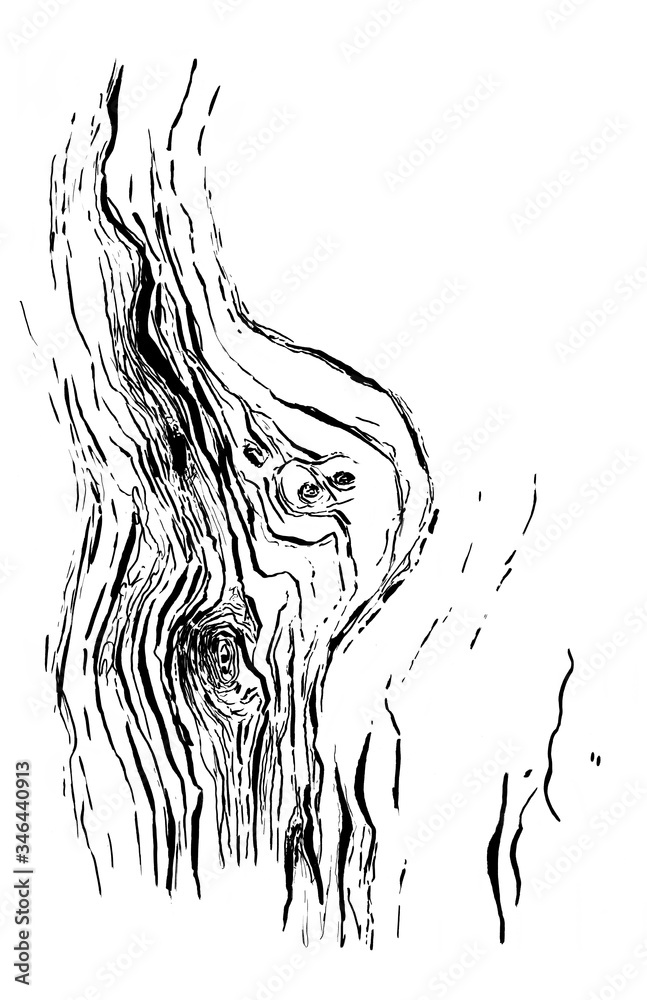Naklejka Bark of tree hand draw vintage clip art isolated on white background