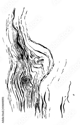 Bark of tree hand draw vintage clip art isolated on white background