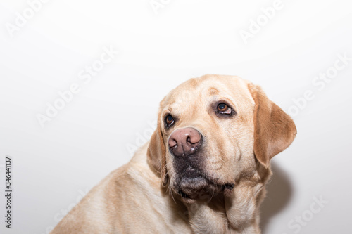 Perro escucha y presta atención fijamente