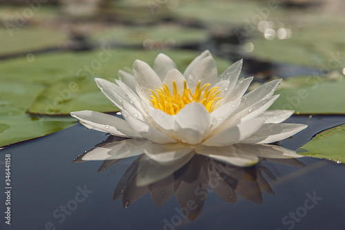 Beautiful white water lily flower in the lake. Nymphaea reflection in the pond. Close-up