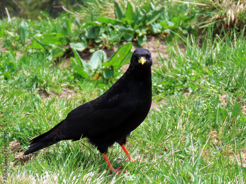 The Alpine chough (Pyrrhocorax graculus), Yellow-billed chough, Die Alpendohle or Zutokljuna galica photo