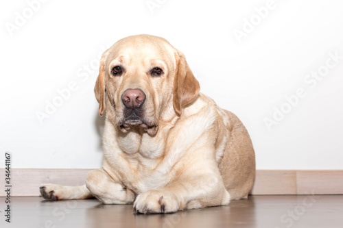 Retrato de un elegante perro Labrador tumbado