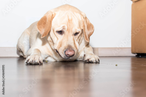 Perro tumbado observa una bolita de comida