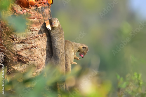 Mongoose with nature, A mongoose is a small terrestrial carnivorous mammal belonging to the family Herpestidae. This family is currently split into two subfamilies, the Herpestinae and the Mungotinae. photo