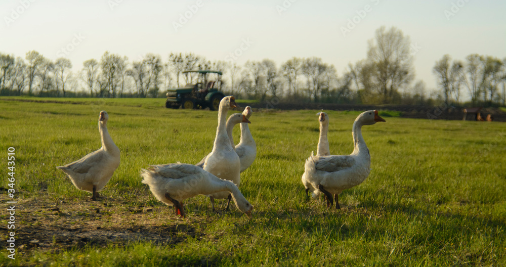 group of geese on the background of a tractor lawn and field